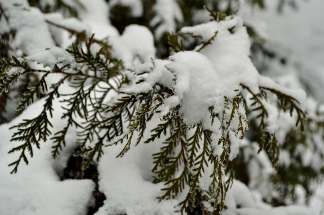 Новини Хмельницького - фото з Зимова казка: як виглядає засніжений Хмельницький (ФОТО, ВІДЕО) Зимова казка: як виглядає засніжений Хмельницький (ФОТО, ВІДЕО), фото №8 на сайті vsim.ua