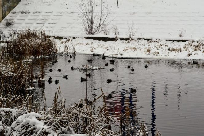 Новини Хмельницького - фото з Зимова казка: як виглядає засніжений Хмельницький (ФОТО, ВІДЕО) Зимова казка: як виглядає засніжений Хмельницький (ФОТО, ВІДЕО), фото №30 на сайті vsim.ua