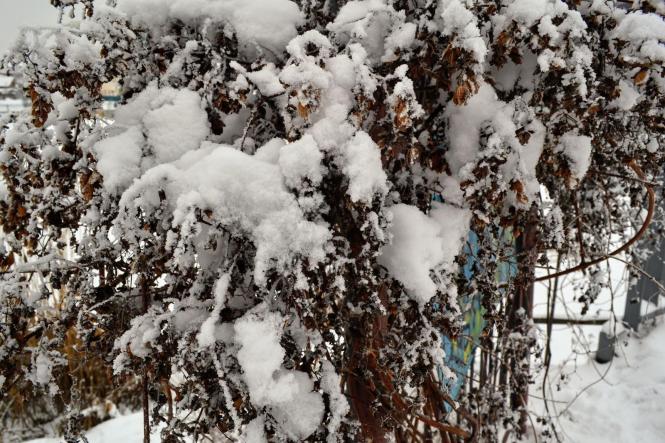 Новини Хмельницького - фото з Зимова казка: як виглядає засніжений Хмельницький (ФОТО, ВІДЕО) Зимова казка: як виглядає засніжений Хмельницький (ФОТО, ВІДЕО), фото №26 на сайті vsim.ua