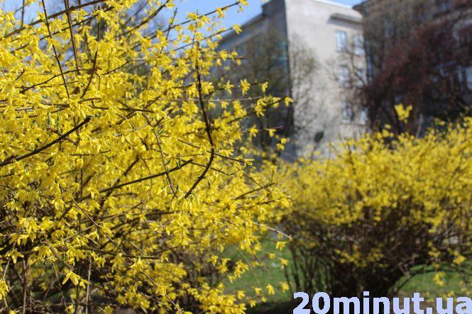 Новини Тернополя - фото з Тернопіль квітне: фоторепортаж із весняного міста Тернопіль квітне: фоторепортаж із весняного міста, фото №7 на сайті 20minut.ua