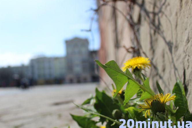 Новини Тернополя - фото з Тернопіль квітне: фоторепортаж із весняного міста Тернопіль квітне: фоторепортаж із весняного міста, фото №8 на сайті 20minut.ua