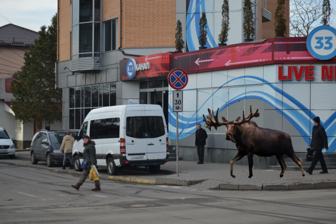 Обережно, "лось" за кермом! Репортаж із “парковок” Хмельницького, фото №3 на сайті vsim.ua