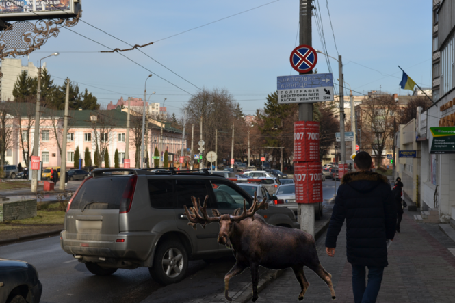 Обережно, "лось" за кермом! Репортаж із “парковок” Хмельницького, фото №2 на сайті vsim.ua