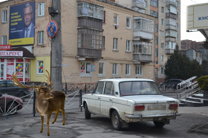 Обережно, "лось" за кермом! Репортаж із “парковок” Хмельницького, фото №4 на сайті vsim.ua