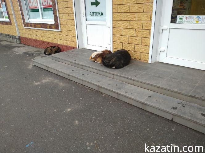 Візитна картка Козятина сьогодні — собаки, неприбраний сніг і непосипаний лід, фото №3 на сайті 20minut.ua