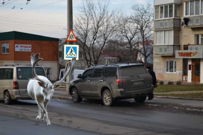 Обережно, "лось" за кермом! Репортаж із “парковок” Хмельницького, фото №5 на сайті vsim.ua