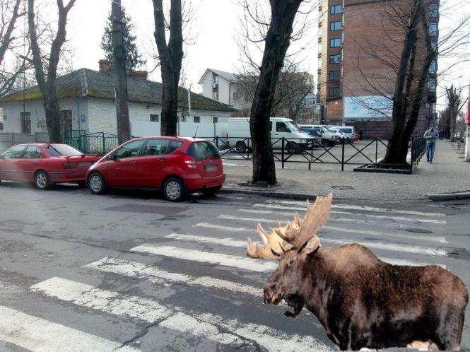 Обережно, "лось" за кермом! Репортаж із “парковок” Хмельницького, фото №8 на сайті vsim.ua