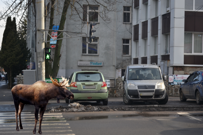 Обережно, "лось" за кермом! Репортаж із “парковок” Хмельницького, фото №9 на сайті vsim.ua