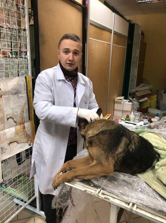 Новини Вінниці - фото з Собача вірність: зворушлива історія про збиту тварину чекає на продовження Собача вірність: зворушлива історія про збиту тварину чекає на продовження, фото №2 на сайті 20minut.ua