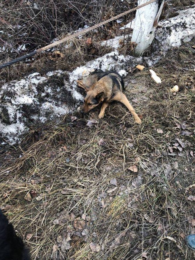 Новини Вінниці - фото з Собача вірність: зворушлива історія про збиту тварину чекає на продовження Собача вірність: зворушлива історія про збиту тварину чекає на продовження, фото №1 на сайті 20minut.ua