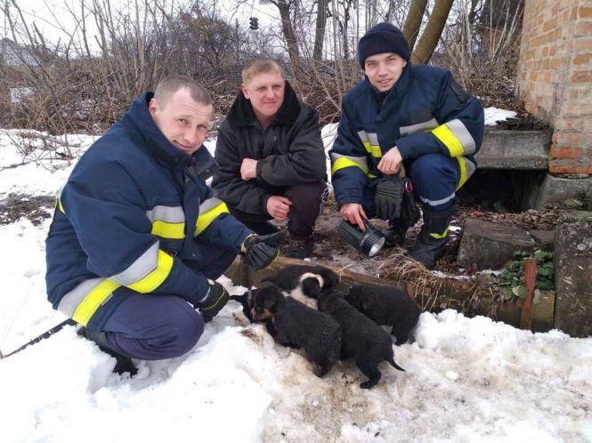 Новини Вінниці - фото з Щасливий порятунок: нелюди викинули цуценят помирати у вигрібну яму Щасливий порятунок: нелюди викинули цуценят помирати у вигрібну яму, фото №1 на сайті 20minut.ua