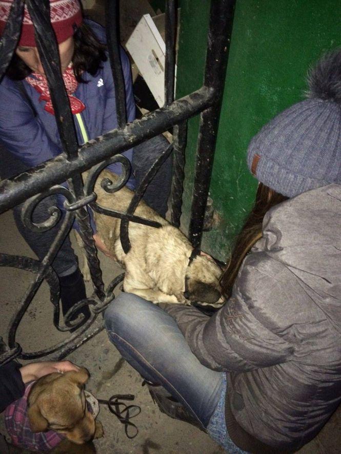 Новини Кам'янця-Подільського - фото з Як кам’янчани врятували собаку Як кам’янчани врятували собаку, фото №1 на сайті 20minut.ua