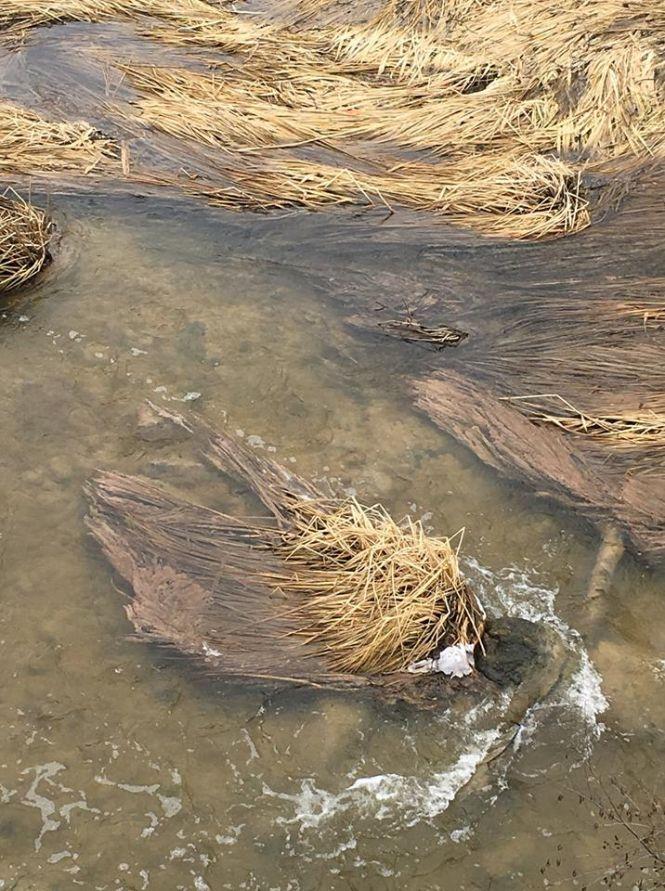 Екологи знову фіксують забруднення річки Хомора, фото №2 на сайті 20minut.ua