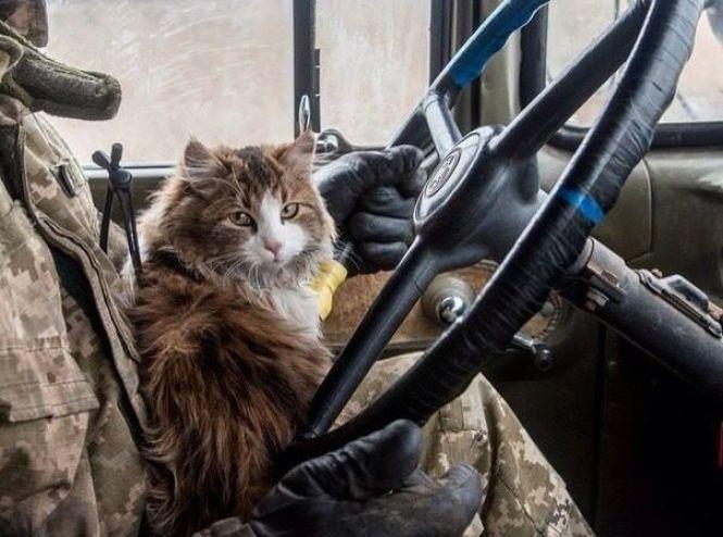 Українські військові показали своїх котиків (супер підбірка фото), фото №2 на сайті 20minut.ua
