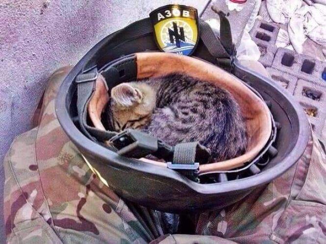 Українські військові показали своїх котиків (супер підбірка фото), фото №18 на сайті 20minut.ua