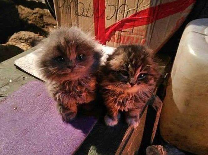 Українські військові показали своїх котиків (супер підбірка фото), фото №27 на сайті 20minut.ua