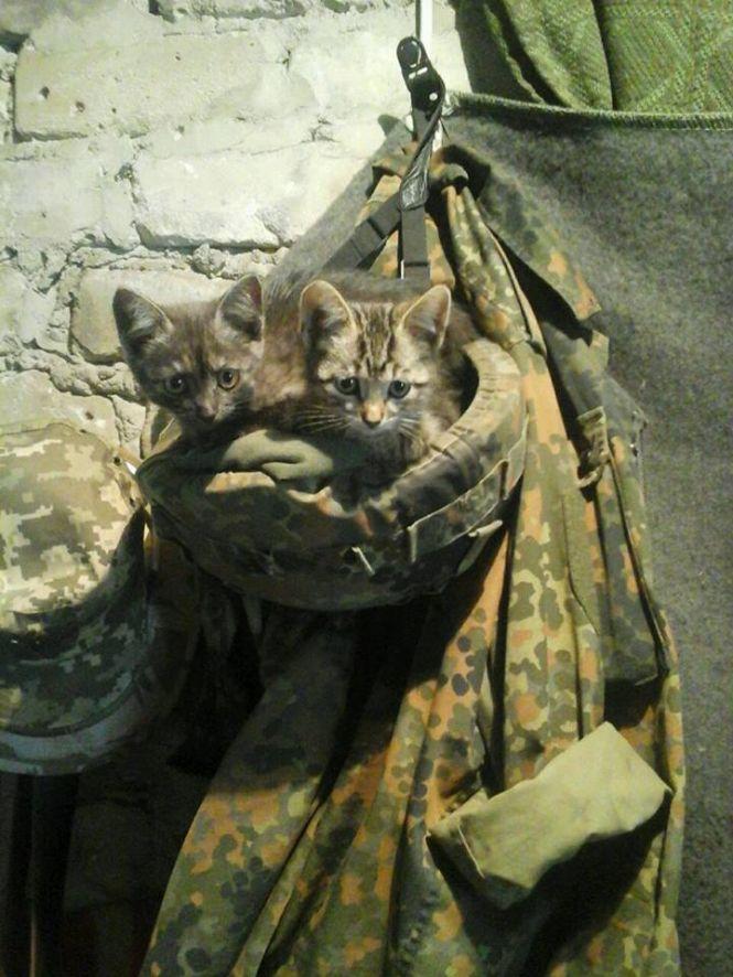Українські військові показали своїх котиків (супер підбірка фото), фото №19 на сайті 20minut.ua