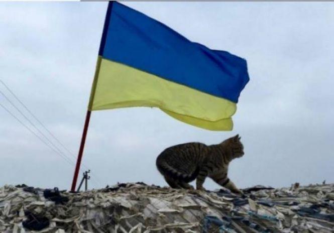 Українські військові показали своїх котиків (супер підбірка фото), фото №16 на сайті 20minut.ua