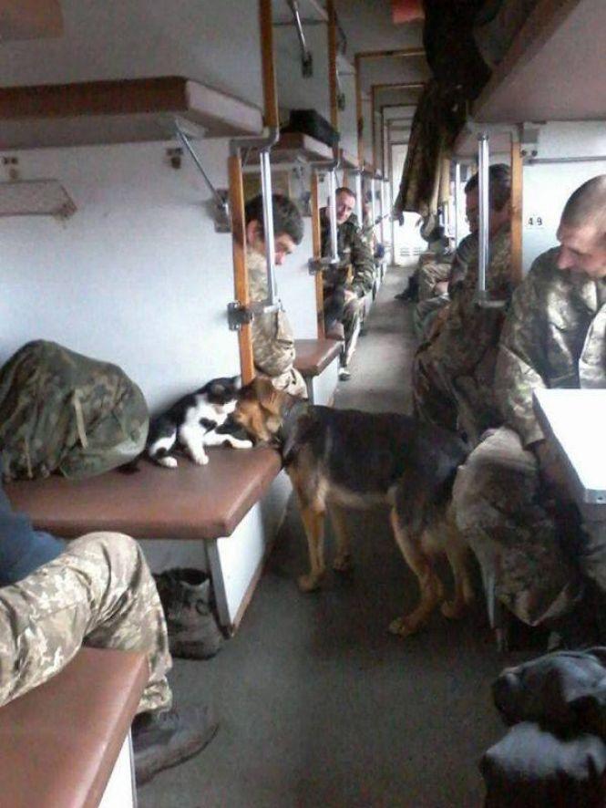Українські військові показали своїх котиків (супер підбірка фото), фото №11 на сайті 20minut.ua
