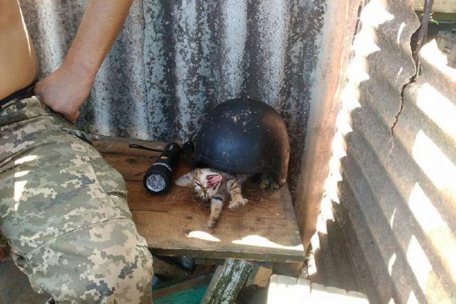 Українські військові показали своїх котиків (супер підбірка фото), фото №12 на сайті 20minut.ua