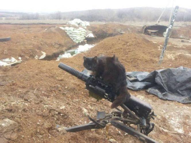 Українські військові показали своїх котиків (супер підбірка фото), фото №4 на сайті 20minut.ua