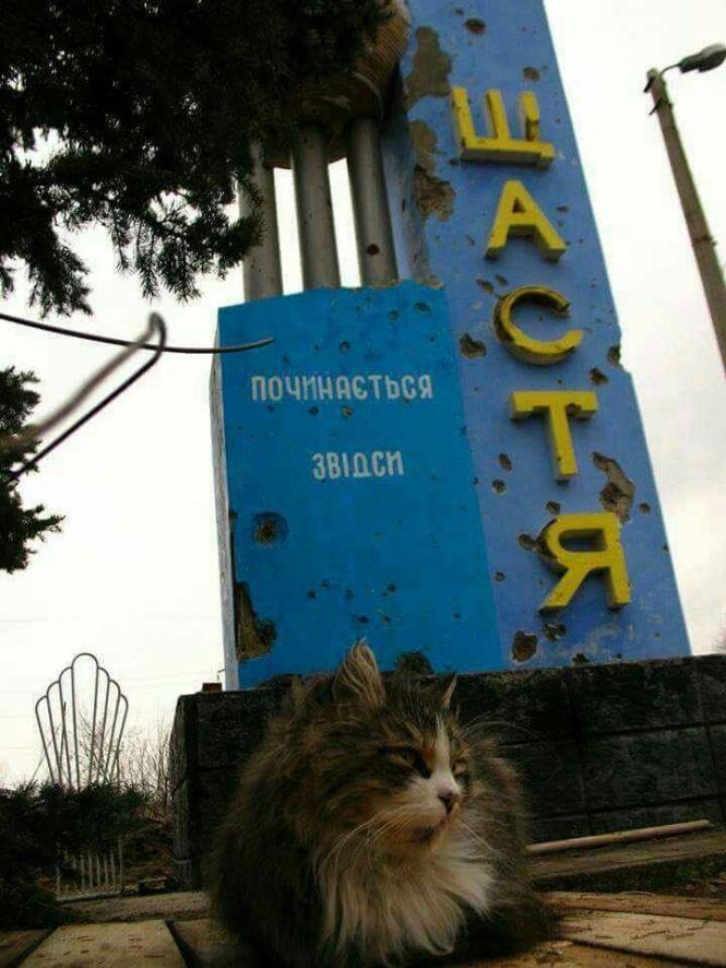 Українські військові показали своїх котиків (супер підбірка фото), фото №28 на сайті 20minut.ua