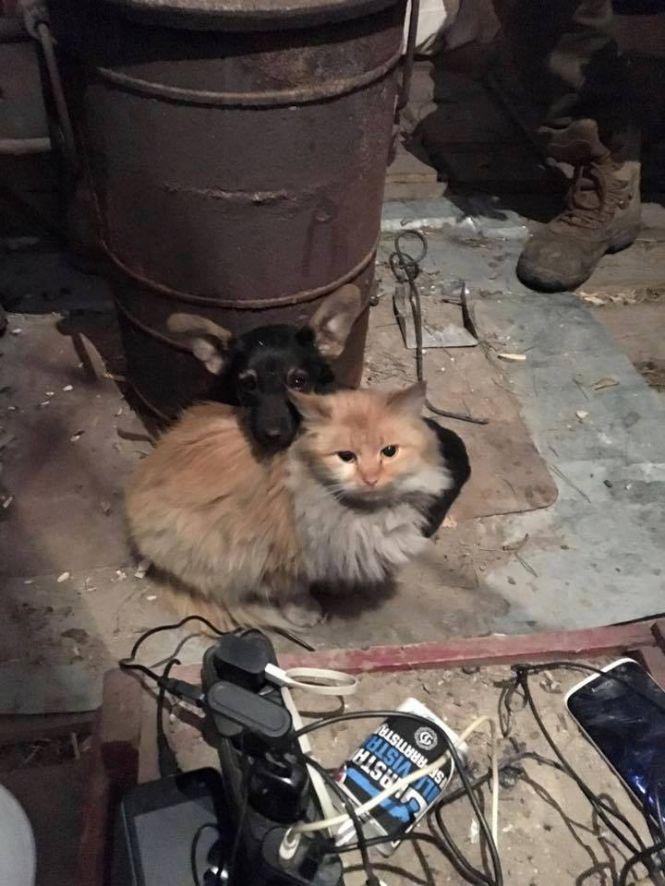 Українські військові показали своїх котиків (супер підбірка фото), фото №5 на сайті 20minut.ua