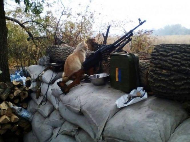 Українські військові показали своїх котиків (супер підбірка фото), фото №7 на сайті 20minut.ua