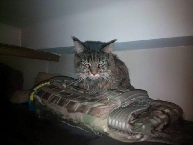 Українські військові показали своїх котиків (супер підбірка фото), фото №15 на сайті 20minut.ua