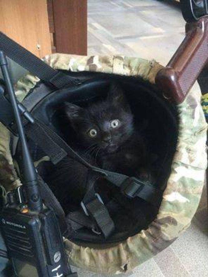 Українські військові показали своїх котиків (супер підбірка фото), фото №1 на сайті 20minut.ua