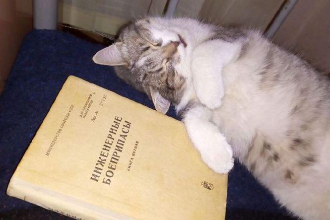 Українські військові показали своїх котиків (супер підбірка фото), фото №30 на сайті 20minut.ua