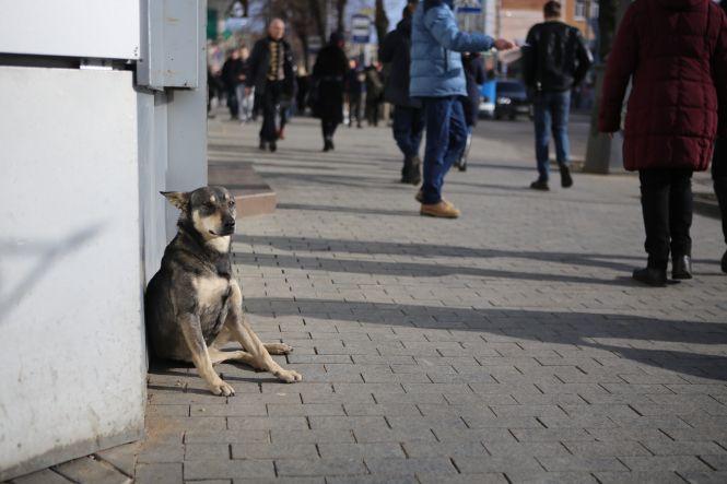 Новини Вінниці - фото з На календарі ще лютий, а на вулицях Вінниці — майже весна На календарі ще лютий, а на вулицях Вінниці — майже весна, фото №8 на сайті 20minut.ua