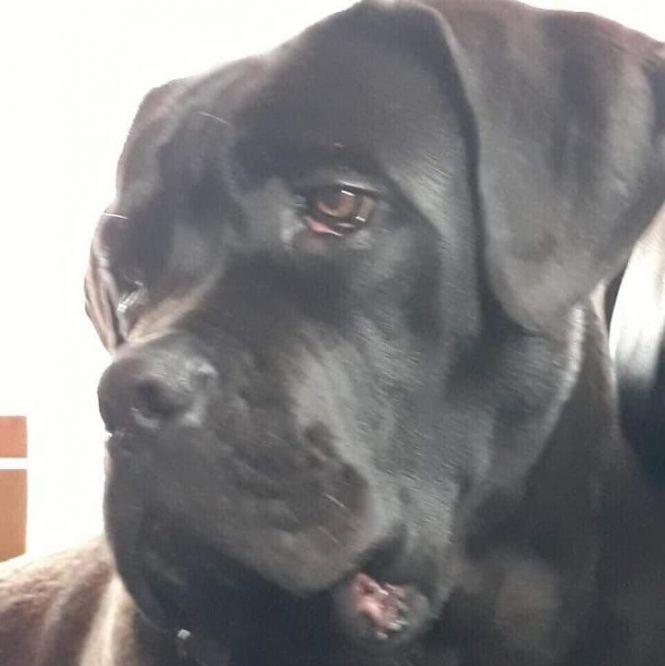 Новини Тернополя - фото з Пропав породистий собака на кличку Містер. Господарі просять повернути за винагороду Пропав породистий собака на кличку Містер. Господарі просять повернути за винагороду, фото №1 на сайті 20minut.ua