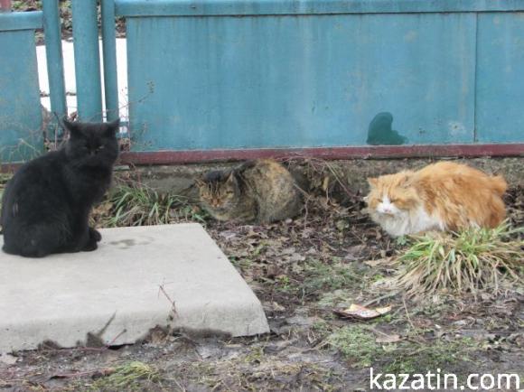 Новини Козятина - фото з Під прицілом фотокамери Під прицілом фотокамери, фото №1 на сайті 20minut.ua