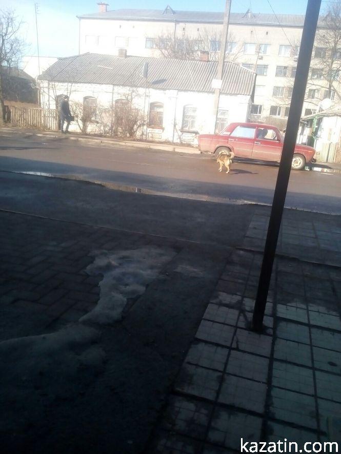 Фото дня: болотяні дороги та собаки, фото №4 на сайті 20minut.ua