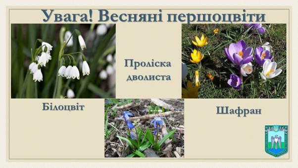 Новини Хмельницького - фото з У Хмельницькому вже торгують підсніжниками. Чи штрафують продавців У Хмельницькому вже торгують підсніжниками. Чи штрафують продавців, фото №2 на сайті vsim.ua