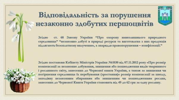 Новини Хмельницького - фото з У Хмельницькому вже торгують підсніжниками. Чи штрафують продавців У Хмельницькому вже торгують підсніжниками. Чи штрафують продавців, фото №4 на сайті vsim.ua