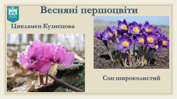 Новини Хмельницького - фото з У Хмельницькому вже торгують підсніжниками. Чи штрафують продавців У Хмельницькому вже торгують підсніжниками. Чи штрафують продавців, фото №3 на сайті vsim.ua