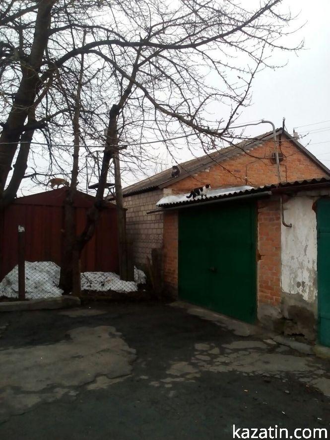 Козятин сьогодні — котам весна, людям — сміття, фото №1 на сайті 20minut.ua