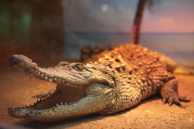 «З рептиліями мені затишно»: про єдину в Україні крокодилячу ферму, фото №4 на сайті 20minut.ua