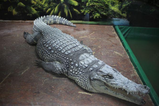 «З рептиліями мені затишно»: про єдину в Україні крокодилячу ферму, фото №9 на сайті 20minut.ua