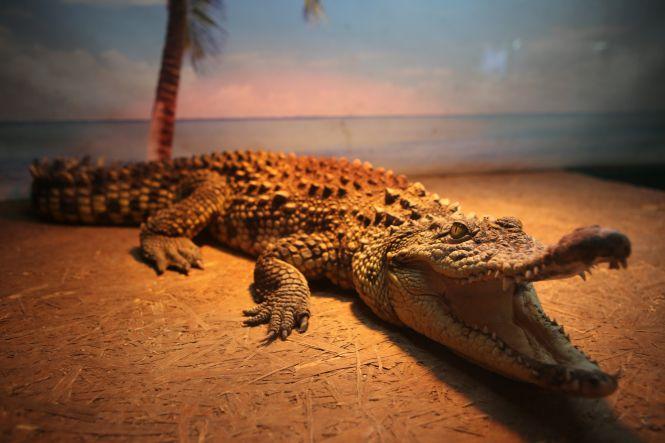 «З рептиліями мені затишно»: про єдину в Україні крокодилячу ферму, фото №10 на сайті 20minut.ua