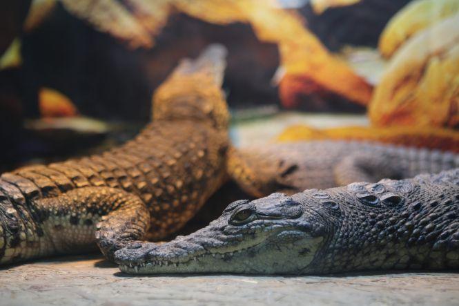 «З рептиліями мені затишно»: про єдину в Україні крокодилячу ферму, фото №6 на сайті 20minut.ua