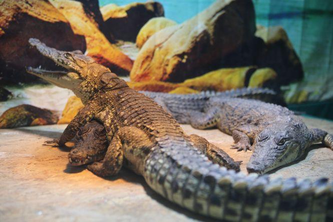 «З рептиліями мені затишно»: про єдину в Україні крокодилячу ферму, фото №5 на сайті 20minut.ua