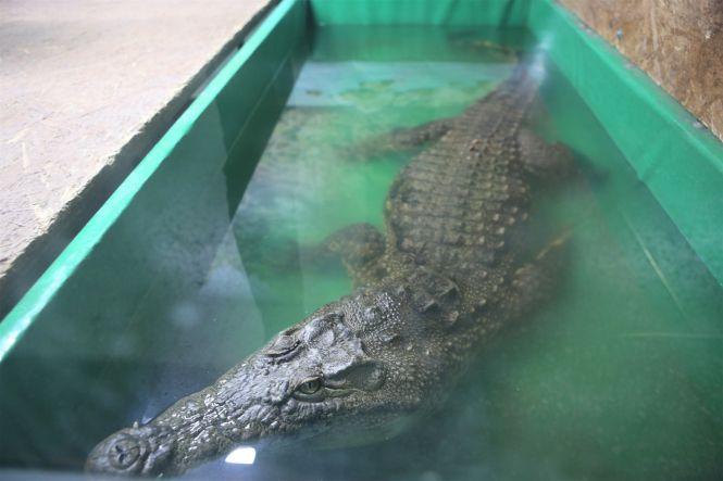 «З рептиліями мені затишно»: про єдину в Україні крокодилячу ферму, фото №7 на сайті 20minut.ua