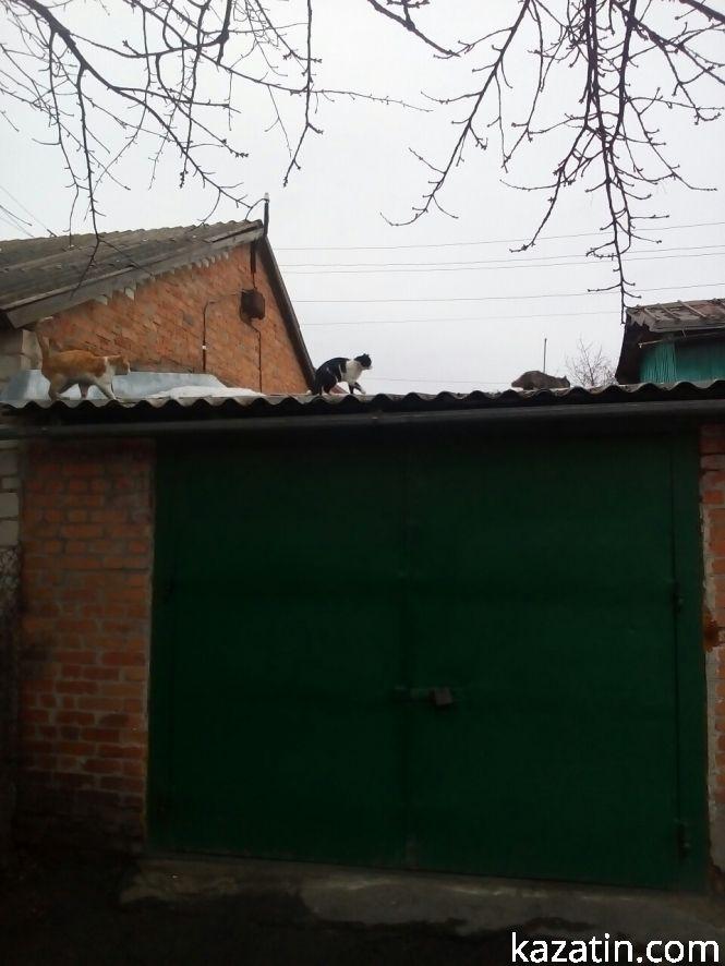 Козятин сьогодні — котам весна, людям — сміття, фото №2 на сайті 20minut.ua