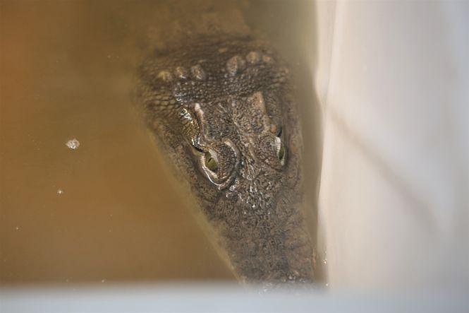 «З рептиліями мені затишно»: про єдину в Україні крокодилячу ферму, фото №11 на сайті 20minut.ua