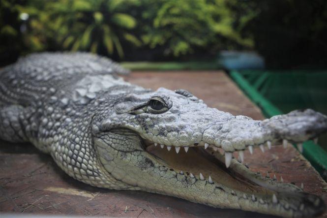 «З рептиліями мені затишно»: про єдину в Україні крокодилячу ферму, фото №8 на сайті 20minut.ua
