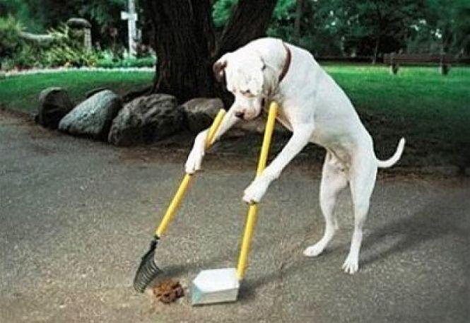 Нам потрібен закон про собачі фекалії!, фото №2 на сайті 20minut.ua