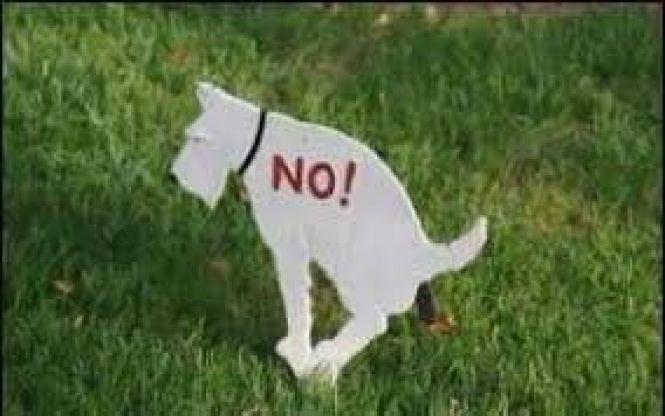 Нам потрібен закон про собачі фекалії!, фото №1 на сайті 20minut.ua